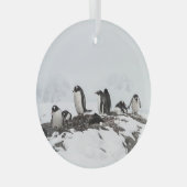 Gentoo pinguïns, Antarctica, Vernadsky Station. Glas Ornament (Voorkant Rechts)
