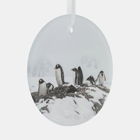Gentoo pinguïns, Antarctica, Vernadsky Station. Glas Ornament (Voorkant Rechts)