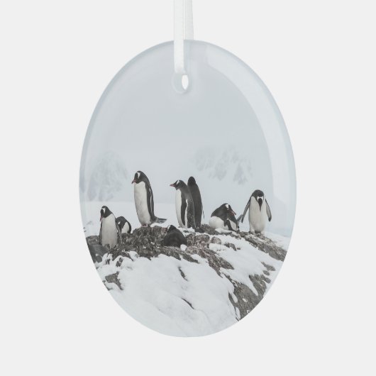 Gentoo pinguïns, Antarctica, Vernadsky Station. Glas Ornament (Voorkant links)