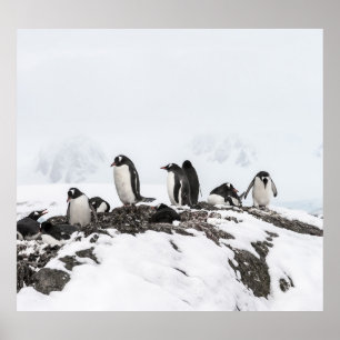 Gentoo pinguïns, Antarctica, Vernadsky Station. Poster