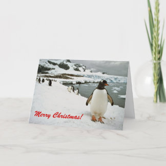 Gentoo pinguïns in Antarctica Kerst Kaart