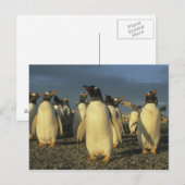 Gentoo-pinguïns, (Pygoscelis papua), Falkland Briefkaart (Voorkant / Achterkant)