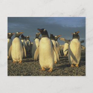 Gentoo-pinguïns, (Pygoscelis papua), Falkland Briefkaart