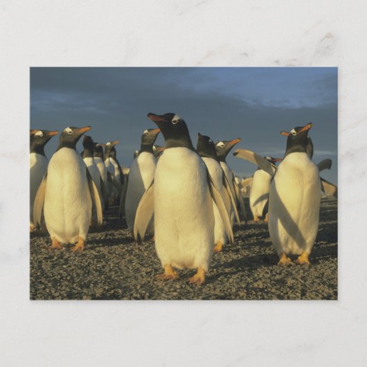 Gentoo-pinguïns, (Pygoscelis papua), Falkland Briefkaart (Voorkant)