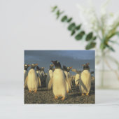 Gentoo-pinguïns, (Pygoscelis papua), Falkland Briefkaart (Staand voorkant)
