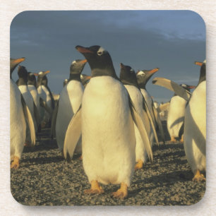 Gentoo-pinguïns, (Pygoscelis papua), Falkland Drankjes Onderzetter
