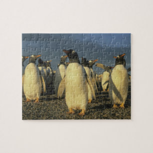 Gentoo-pinguïns, (Pygoscelis papua), Falkland Legpuzzel
