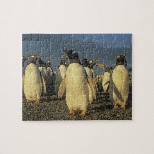 Gentoo-pinguïns, (Pygoscelis papua), Falkland Legpuzzel (Horizontaal)