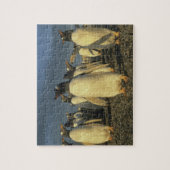 Gentoo-pinguïns, (Pygoscelis papua), Falkland Legpuzzel (Verticaal)