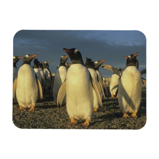 Gentoo-pinguïns, (Pygoscelis papua), Falkland Magneet (Horizontaal)