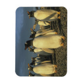 Gentoo-pinguïns, (Pygoscelis papua), Falkland Magneet (Verticaal)
