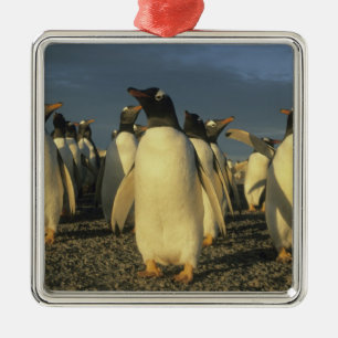 Gentoo-pinguïns, (Pygoscelis papua), Falkland Metalen Ornament