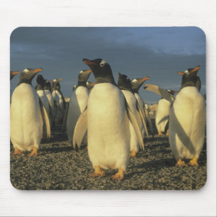 Gentoo-pinguïns, (Pygoscelis papua), Falkland Muismat