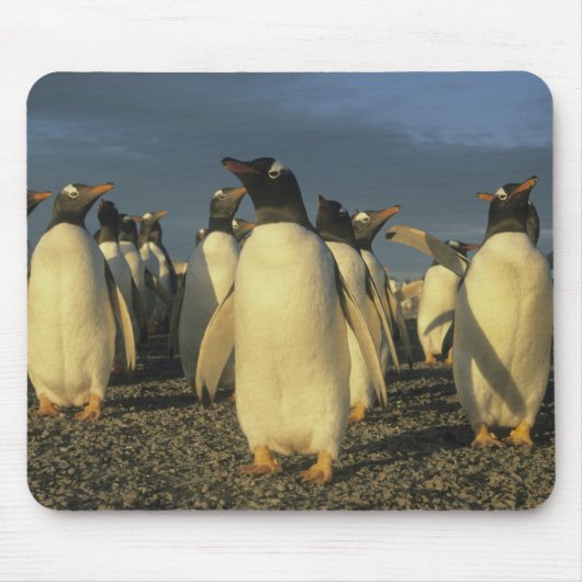 Gentoo-pinguïns, (Pygoscelis papua), Falkland Muismat (Voorkant)
