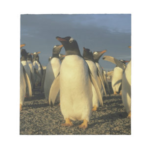 Gentoo-pinguïns, (Pygoscelis papua), Falkland Notitieblok