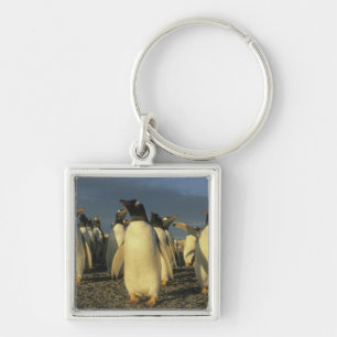 Gentoo-pinguïns, (Pygoscelis papua), Falkland Sleutelhanger