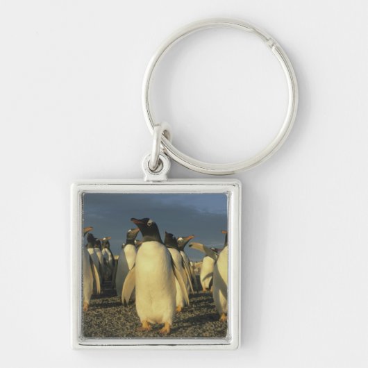 Gentoo-pinguïns, (Pygoscelis papua), Falkland Sleutelhanger (Voorkant)