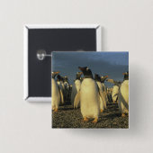 Gentoo-pinguïns, (Pygoscelis papua), Falkland Vierkante Button 5,1 Cm (Voorkant /achterkant)