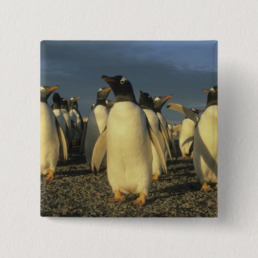 Gentoo-pinguïns, (Pygoscelis papua), Falkland Vierkante Button 5,1 Cm (Voorkant)