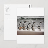 Gentoos op het strand briefkaart (Voorkant / Achterkant)