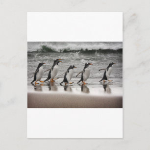 Gentoos op het strand briefkaart