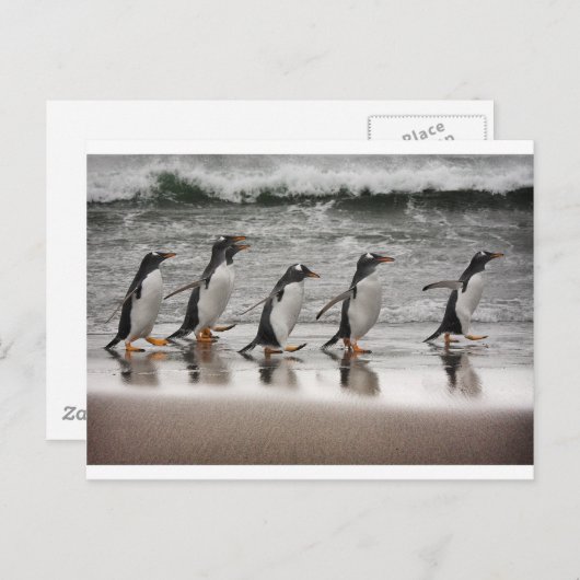 Gentoos op het strand briefkaart (Voorkant / Achterkant)