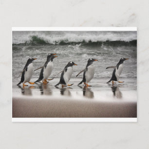 Gentoos op het strand briefkaart
