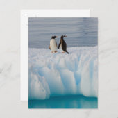 gentopenguin, Pygoscelis Papua, op ijsazijn Briefkaart (Voorkant / Achterkant)