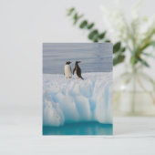 gentopenguin, Pygoscelis Papua, op ijsazijn Briefkaart (Staand voorkant)