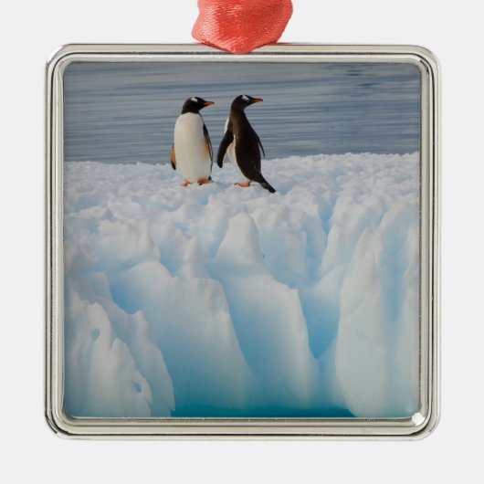 gentopenguin, Pygoscelis Papua, op ijsazijn Metalen Ornament (Voorkant)