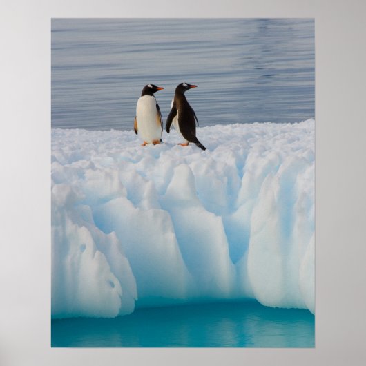 gentopenguin, Pygoscelis Papua, op ijsazijn Poster (Voorkant)