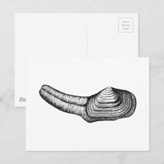 Geoduck Clam (afbeelding zwart-wit) Briefkaart (Voorkant / Achterkant)
