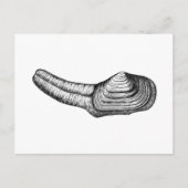 Geoduck Clam (afbeelding zwart-wit) Briefkaart (Voorkant)