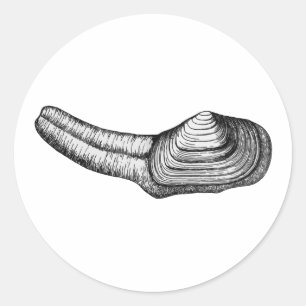 Geoduck Clam (afbeelding zwart-wit) Ronde Sticker