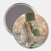 Geoffroy-CAT-004 Magneet (Voorkant / Achterkant)