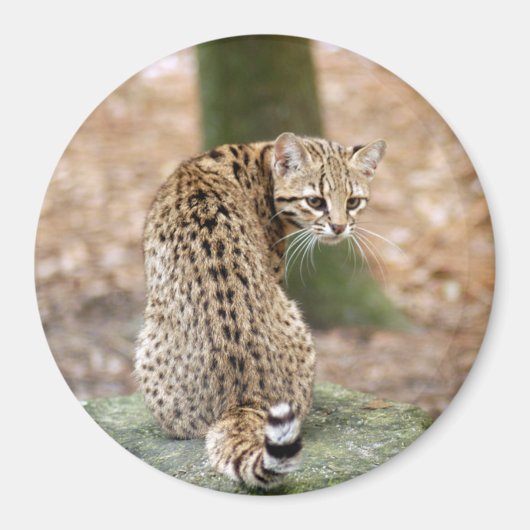Geoffroy-CAT-004 Magneet (Voorkant)