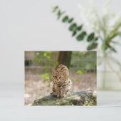 geoffroy-cat-020 briefkaart (Staand voorkant)