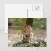 geoffroy-cat-020 briefkaart (Voorkant / Achterkant)