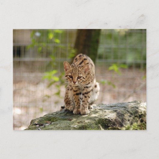 geoffroy-cat-020 briefkaart (Voorkant)