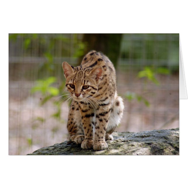 geoffroy-cat-021 (Voorkant Horizontaal)