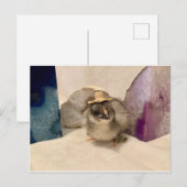 Geoguy Briefkaart (Voorkant / Achterkant)