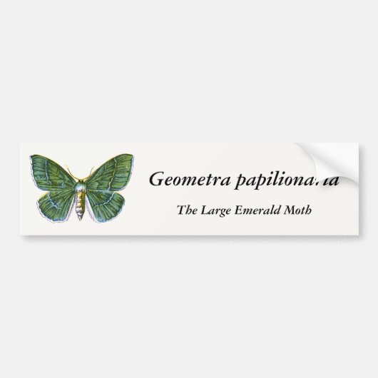 Geometra papilionaria - De Grote Emerald Moth Bumpersticker (Voorkant)