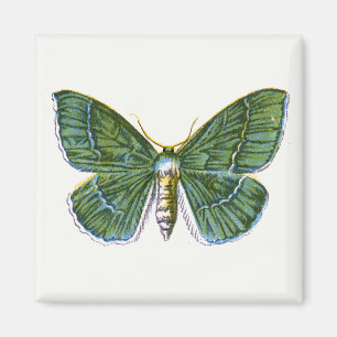 Geometra papilionaria - De Grote Emerald Moth Magneet
