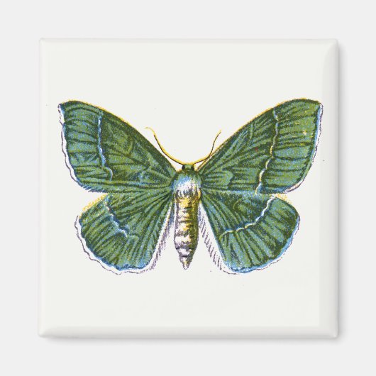 Geometra papilionaria - De Grote Emerald Moth Magneet (Voorkant)