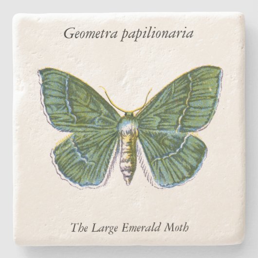 Geometra papilionaria - De Grote Emerald Moth Stenen Onderzetter (Voorkant)