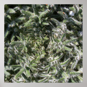 geometrisch wild plant poster