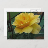Geopende Gele Rose Briefkaart (Voorkant / Achterkant)