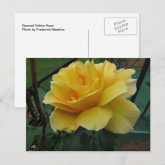 Geopende Gele Rose Briefkaart (Voorkant / Achterkant)