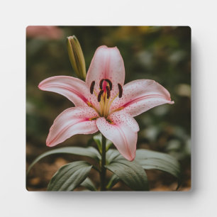 Geopende roze lelie fotoplaat