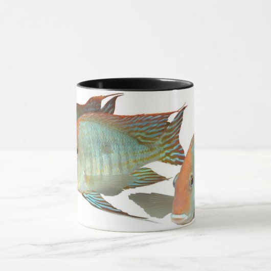 Geophagus sp. "Tapajos Oranje Head" Mok (Midden)